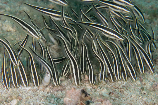 Image of Striped catfish