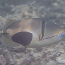 Image of Black patch triggerish