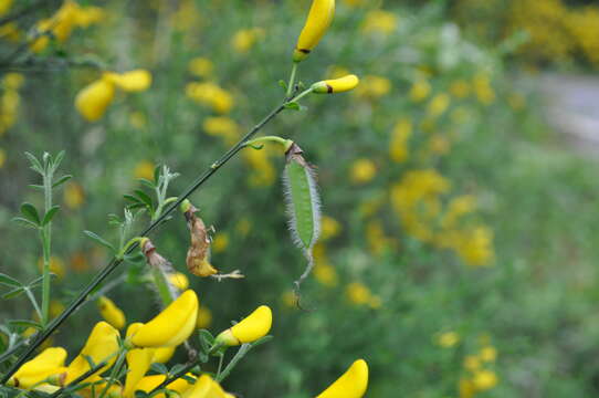 Image of Broom