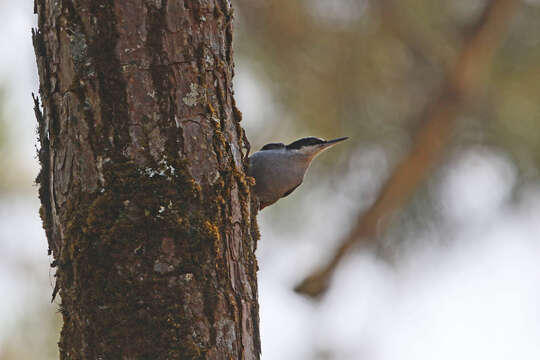 Image of Giant Nuthatch