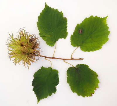 Imagem de Corylus colurna L.