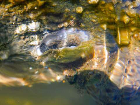 Image of honeycomb worm