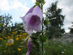 Imagem de Digitalis purpurea L.