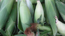 Image of corn