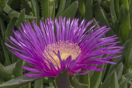 Image of Ice Plants