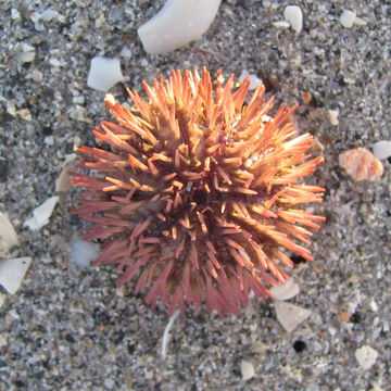 Image of green sea urchin