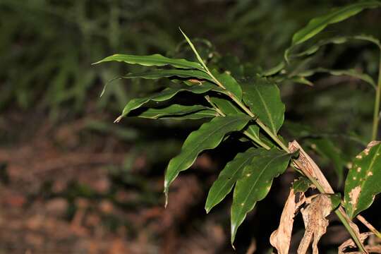 Image of Alpinia