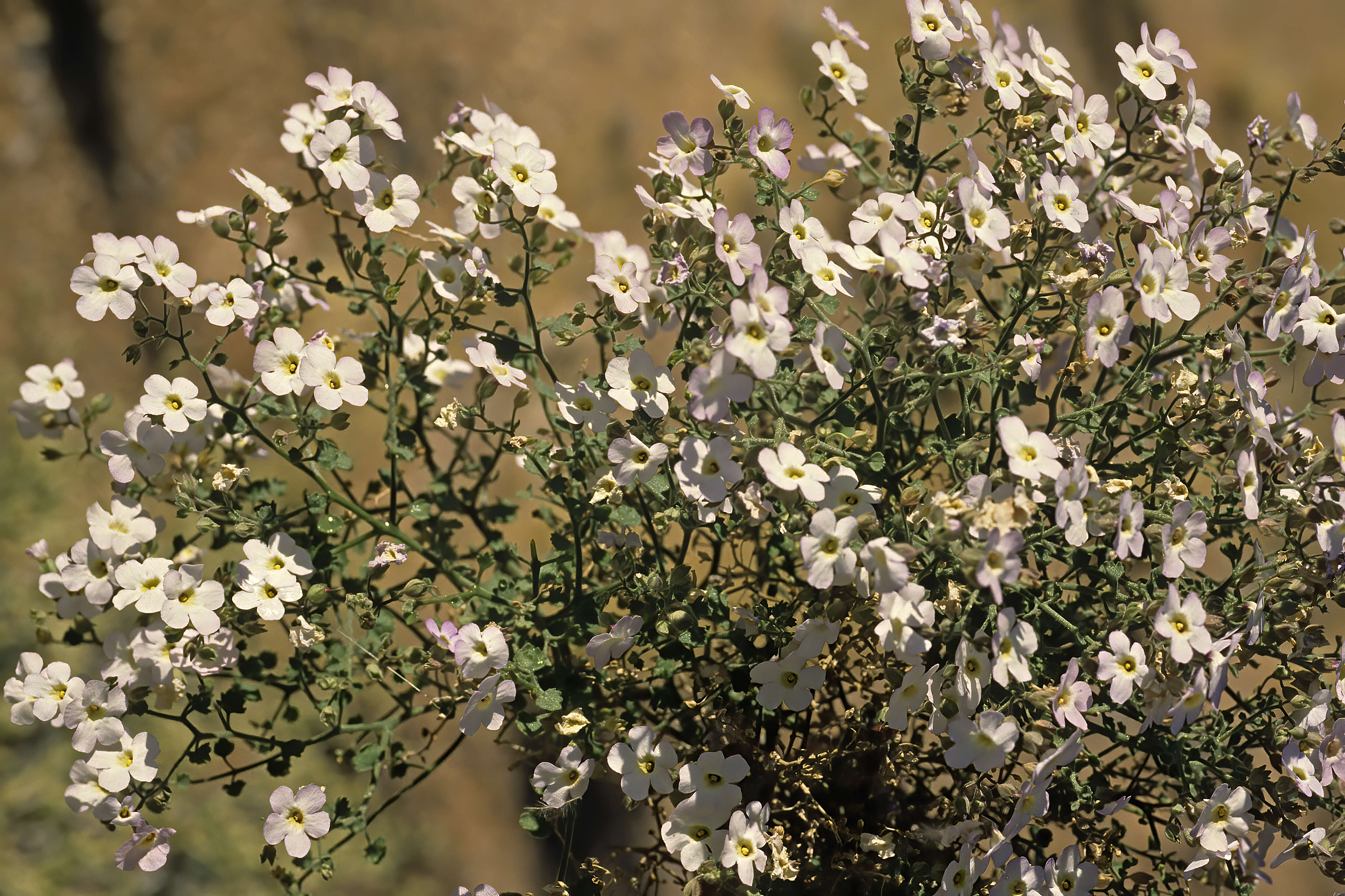 صورة Jamesbrittenia ramosissima (Hiern) O. M. Hilliard