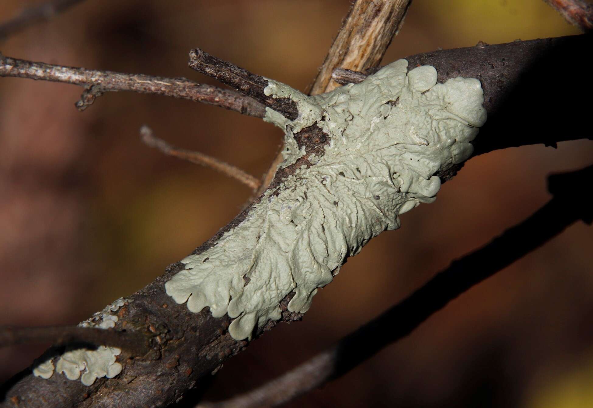 Image of Flavoparmelia soredians (Nyl.) Hale