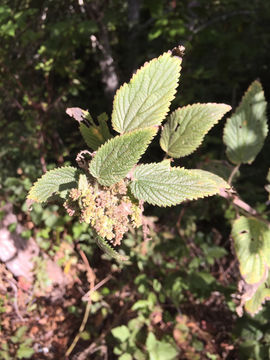 Image of <i>Urtica dioica holosericea</i>