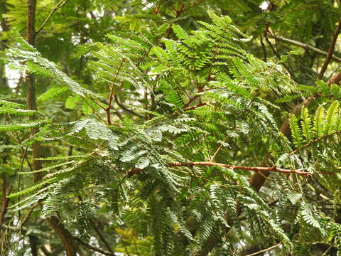 Image of African weeping-wattle