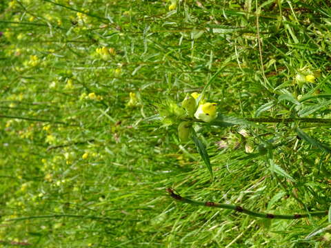 Image of Yellow rattle