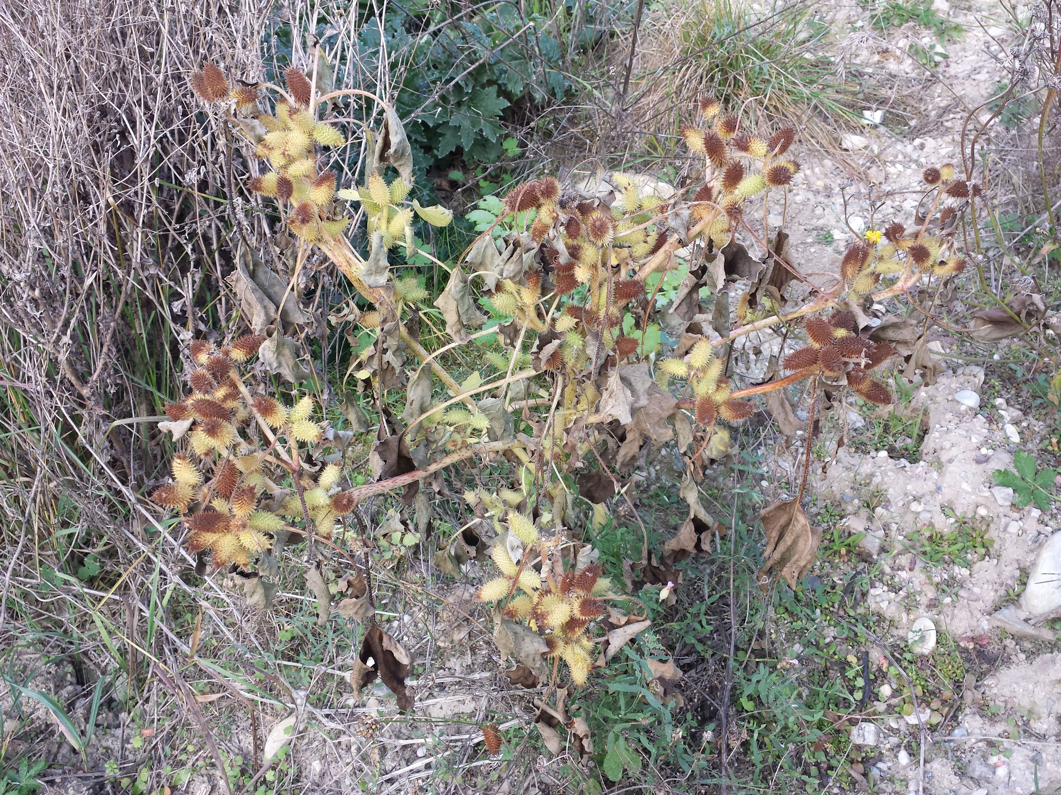 Image of common cockleburr