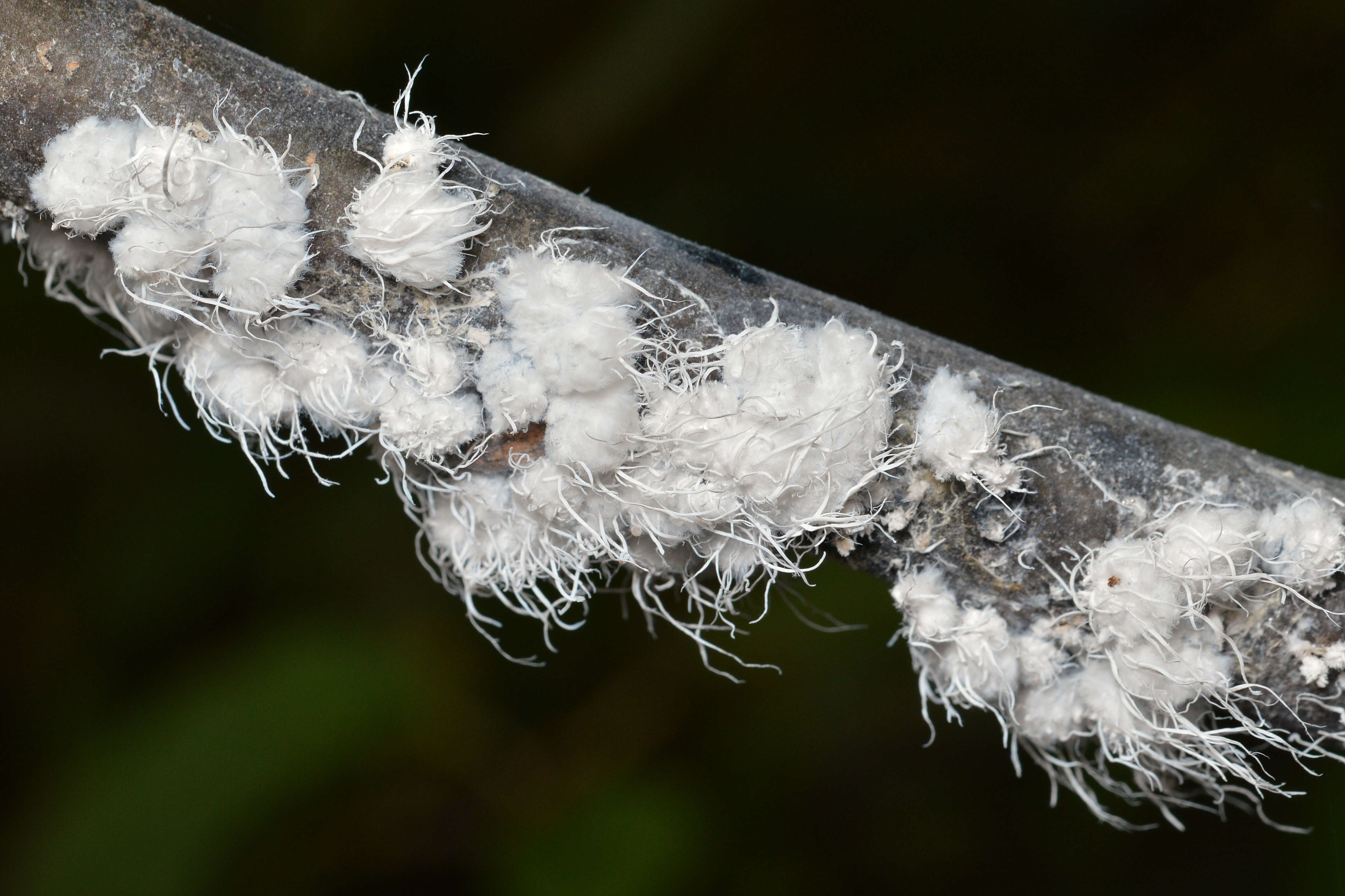 Image of Woolly Alder Aphid