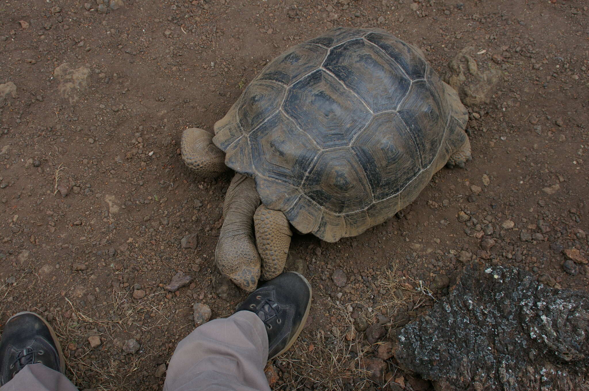 Image of Sierra Negra giant tortoise