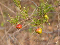 Image of Eugenia angustissima Berg