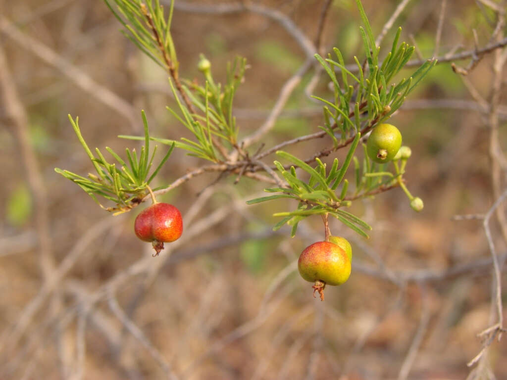 Image of Eugenia angustissima Berg