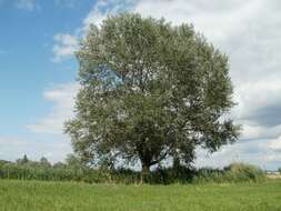 Image of White Poplar