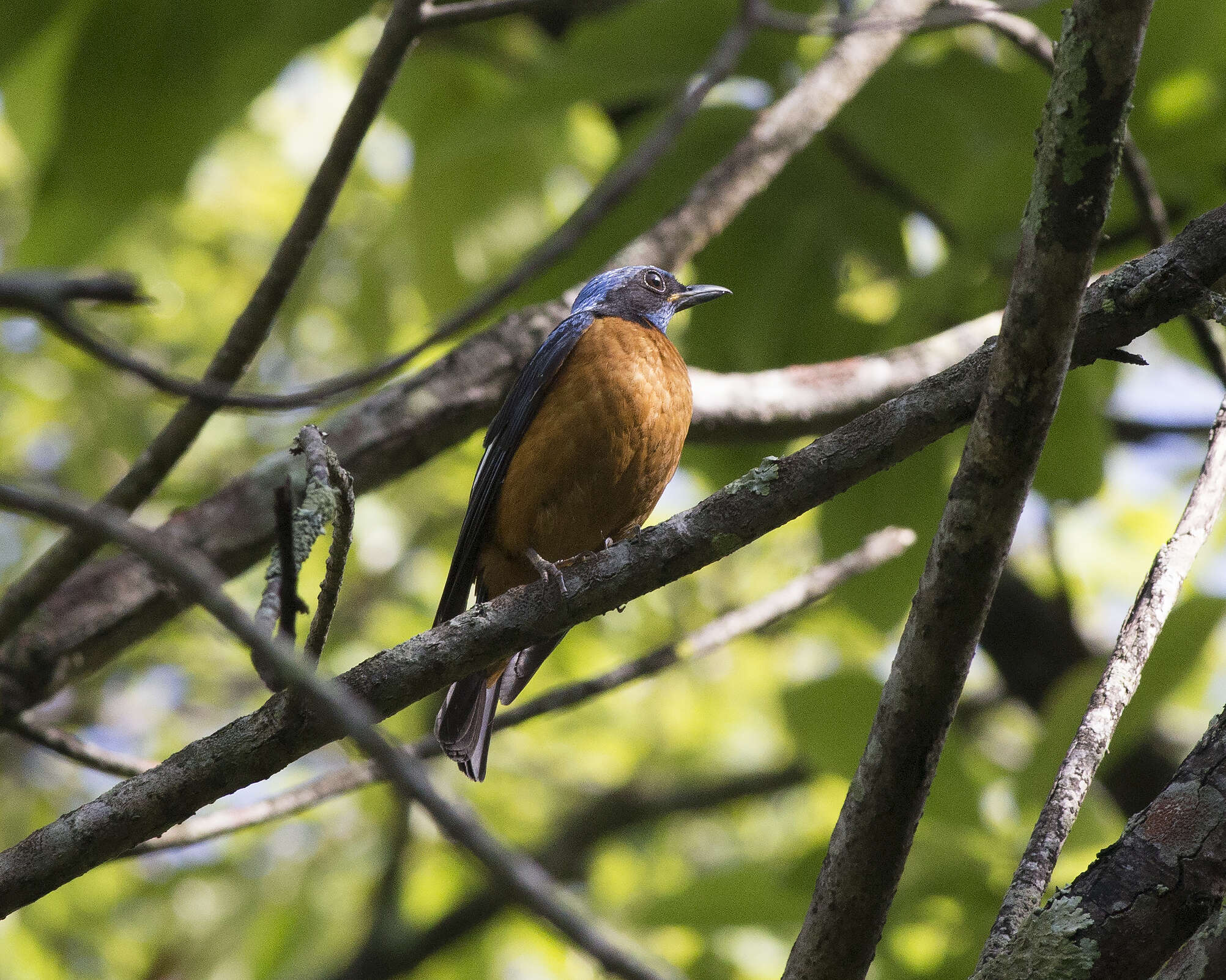 Image of Chestnut-bellied Rock Thrush