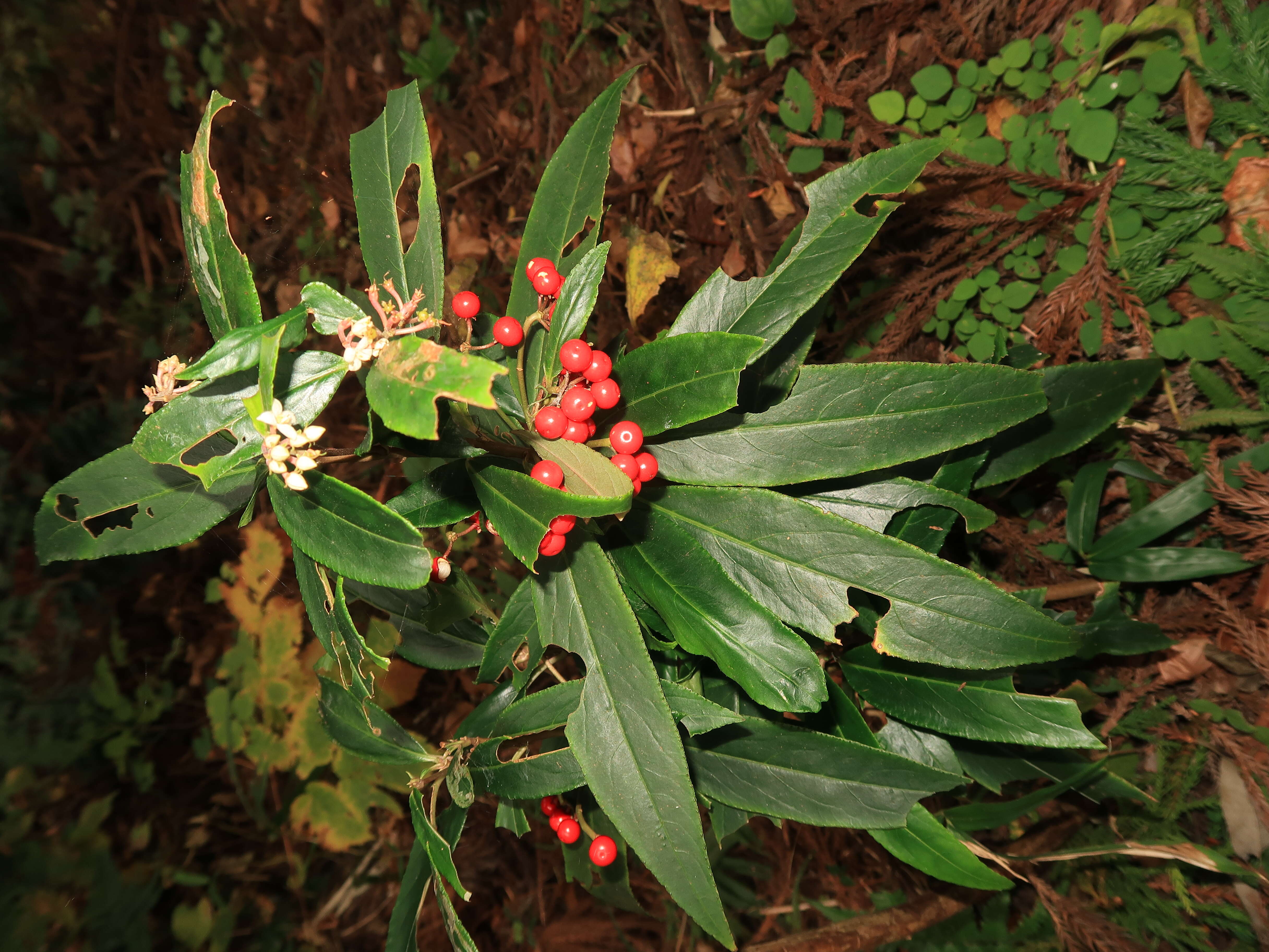 Plancia ëd Ardisia crispa (Thunb.) A. DC.