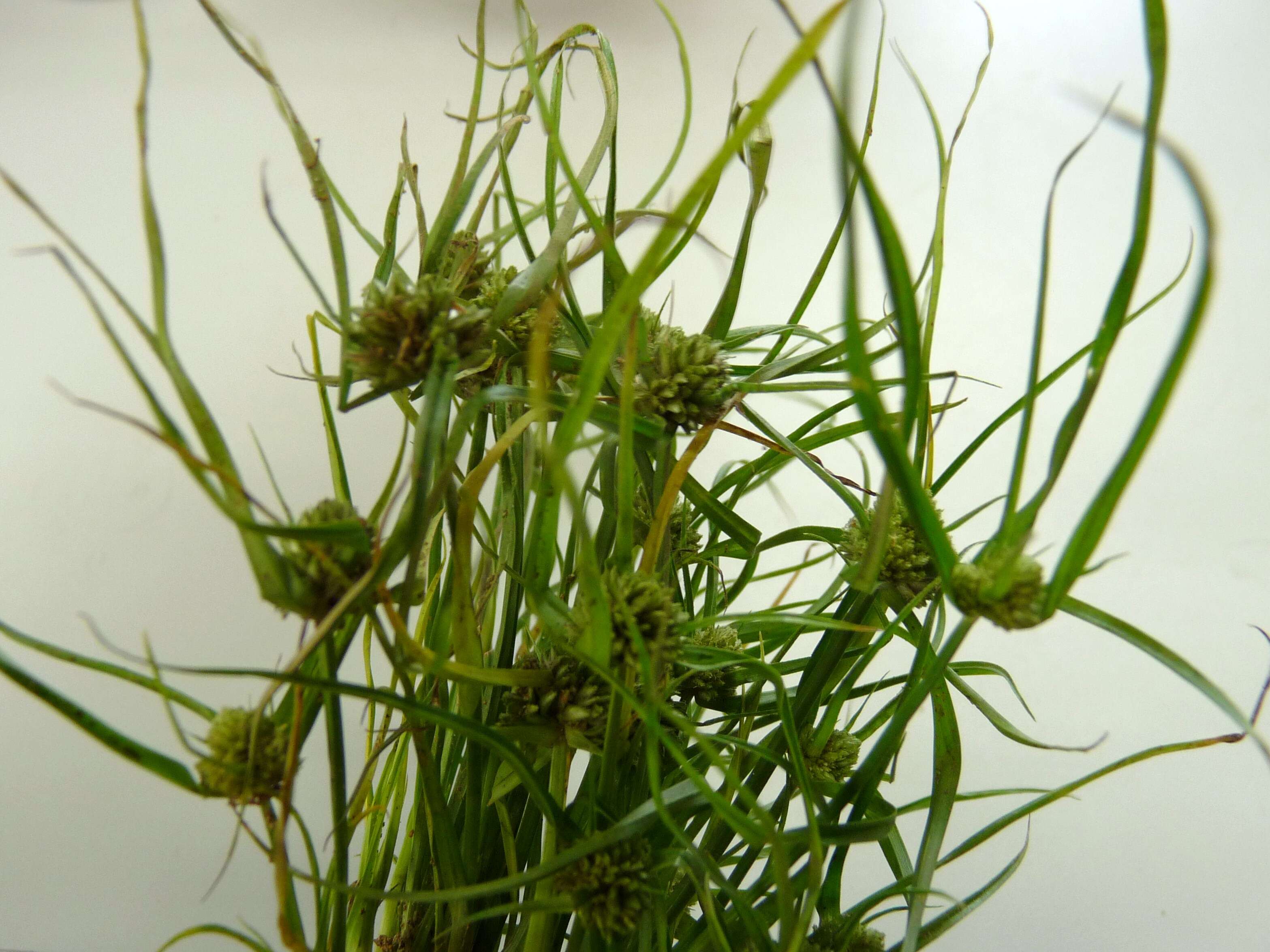 Image of Cyperus pacificus (Ohwi) Ohwi