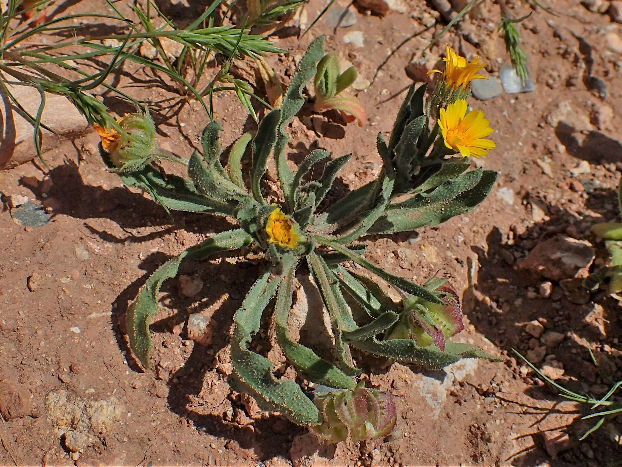 Imagem de Calendula tripterocarpa Rupr.