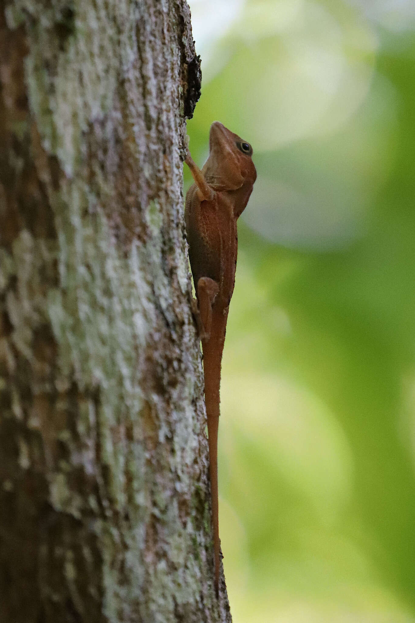 Image of Large-headed anole