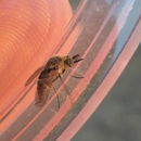 Image of Geron vitripennis Loew 1870