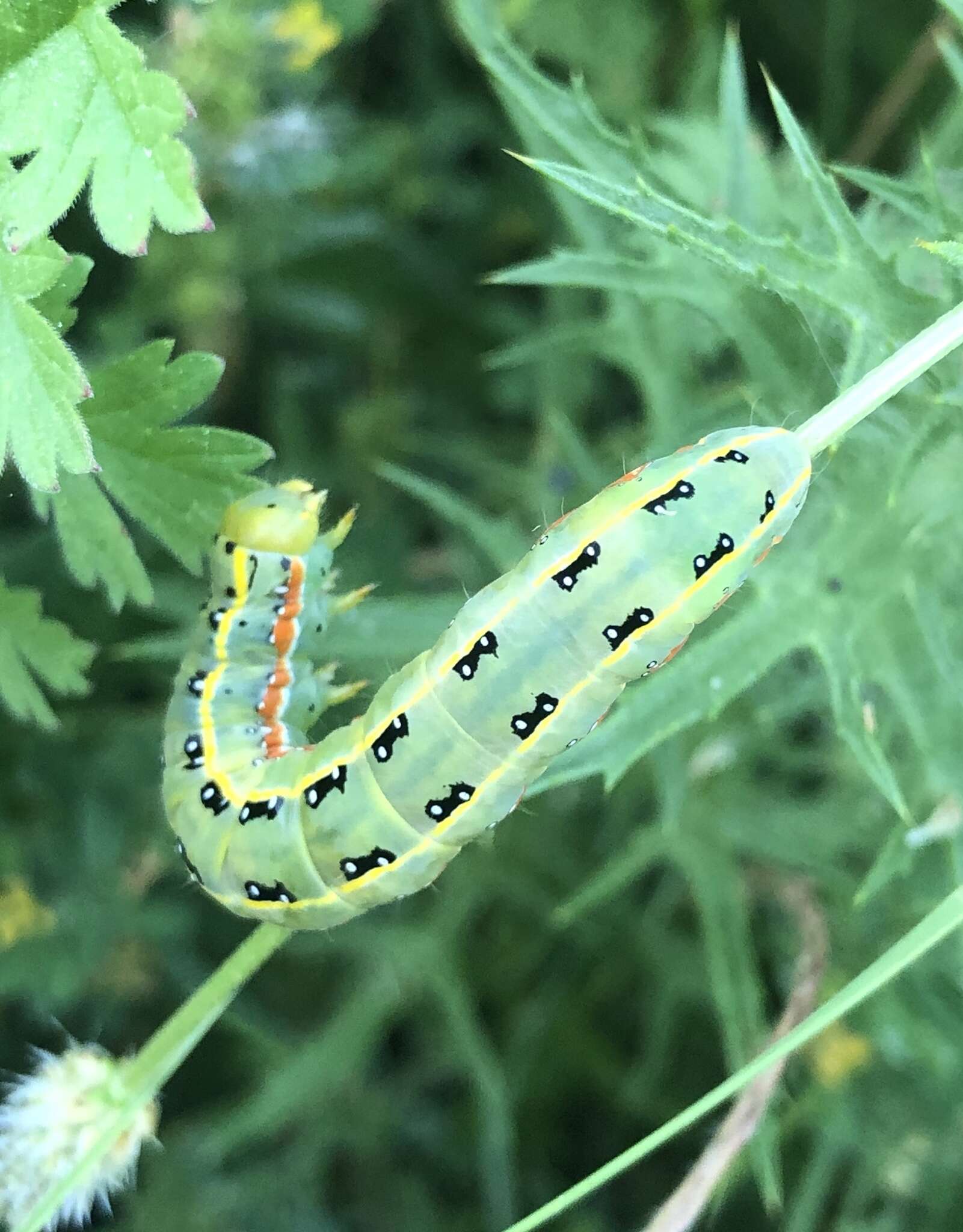 Image of Sword-grass moth