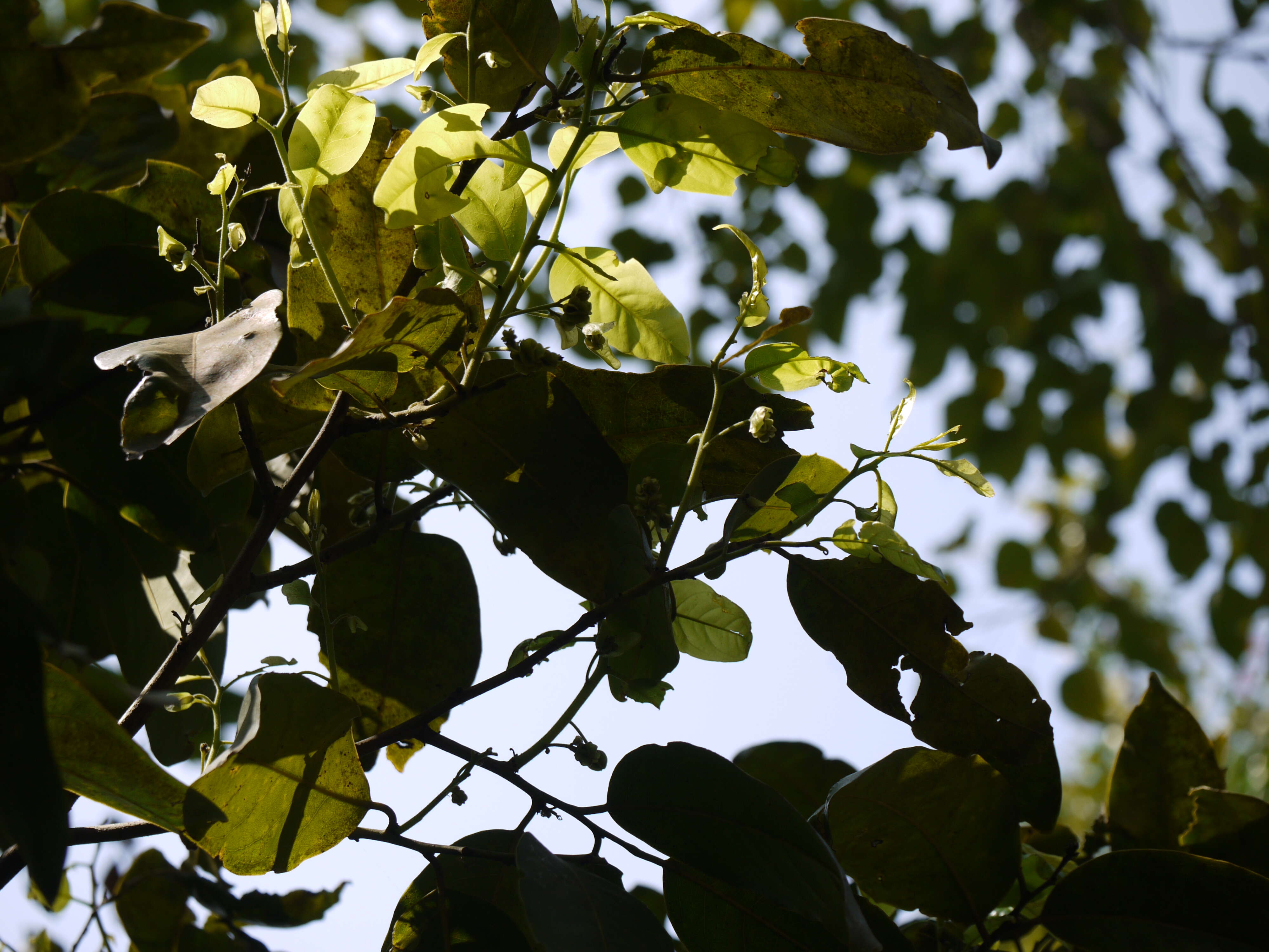 Image de Diospyros paniculata Dalzell