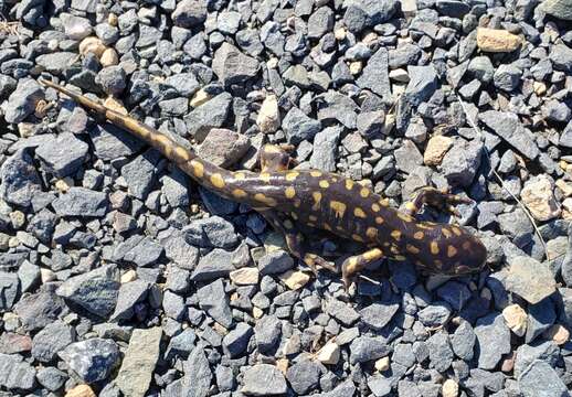 Image of Eastern Tiger Salamander