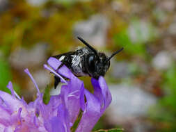 Image of Cuckoo-leaf-cutter Bees