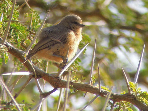 Image of African Penduline-Tit