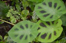 Image of Colocasia fallax Schott