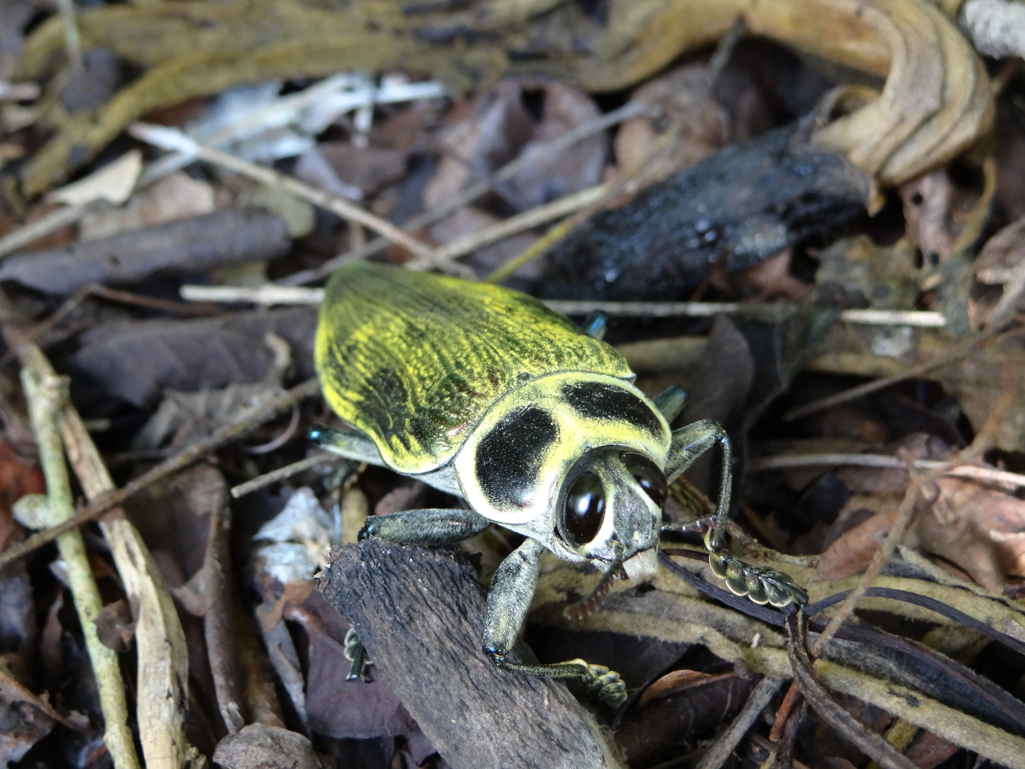 Image of <i>Euchroma giganteum</i>