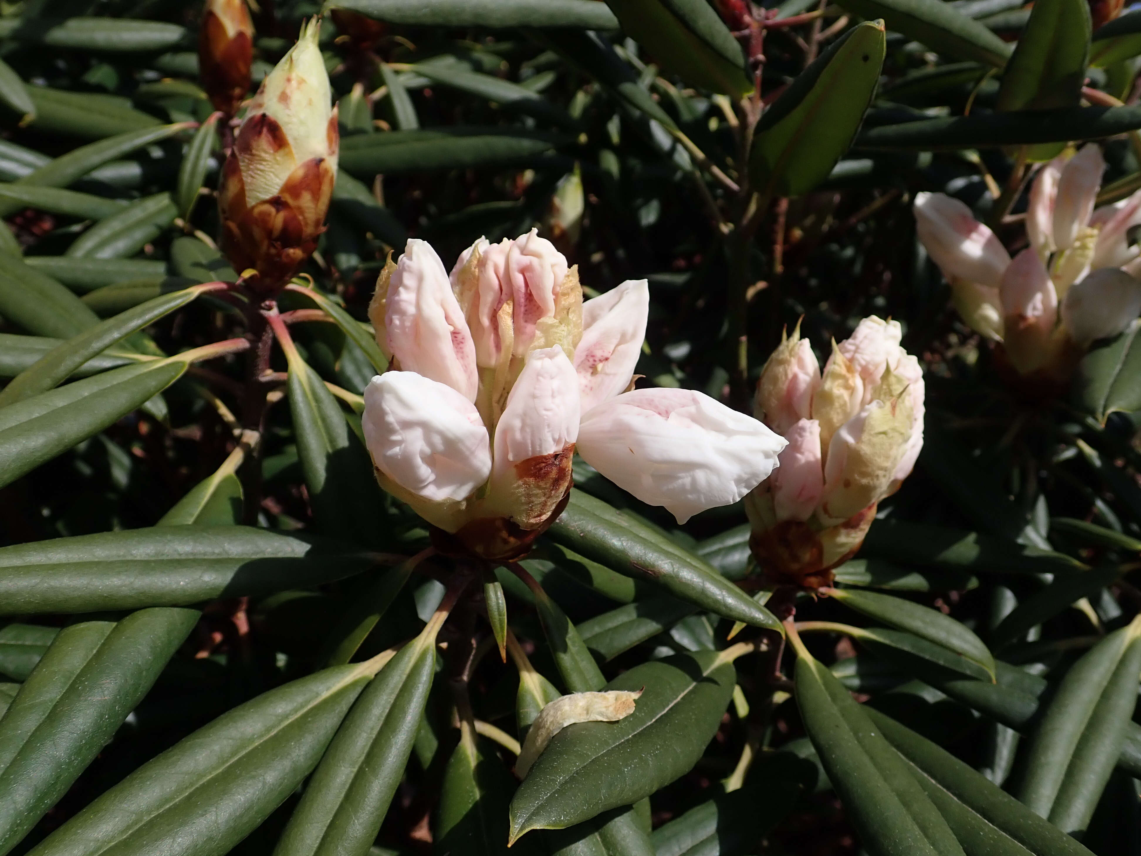 صورة Rhododendron hyperythrum Hayata