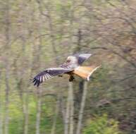 Image of Red Kite