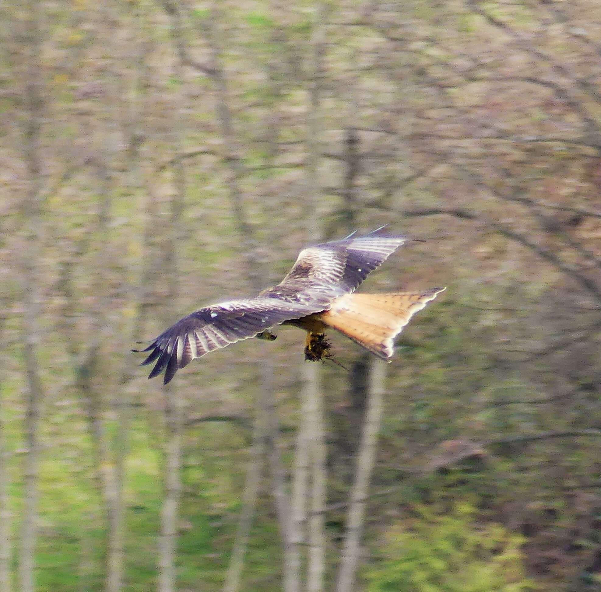 Image of Red Kite