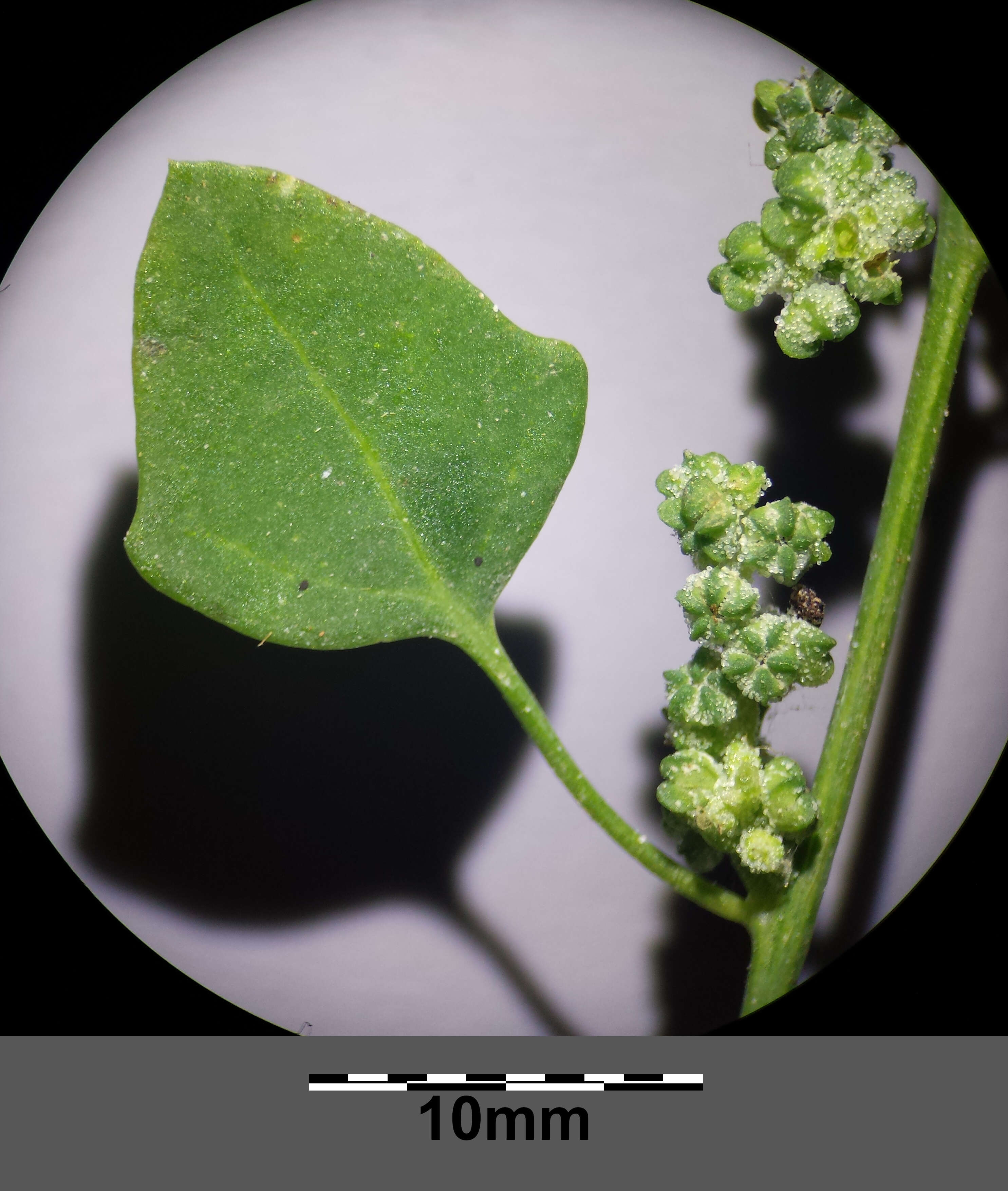 Image of Grey Goosefoot