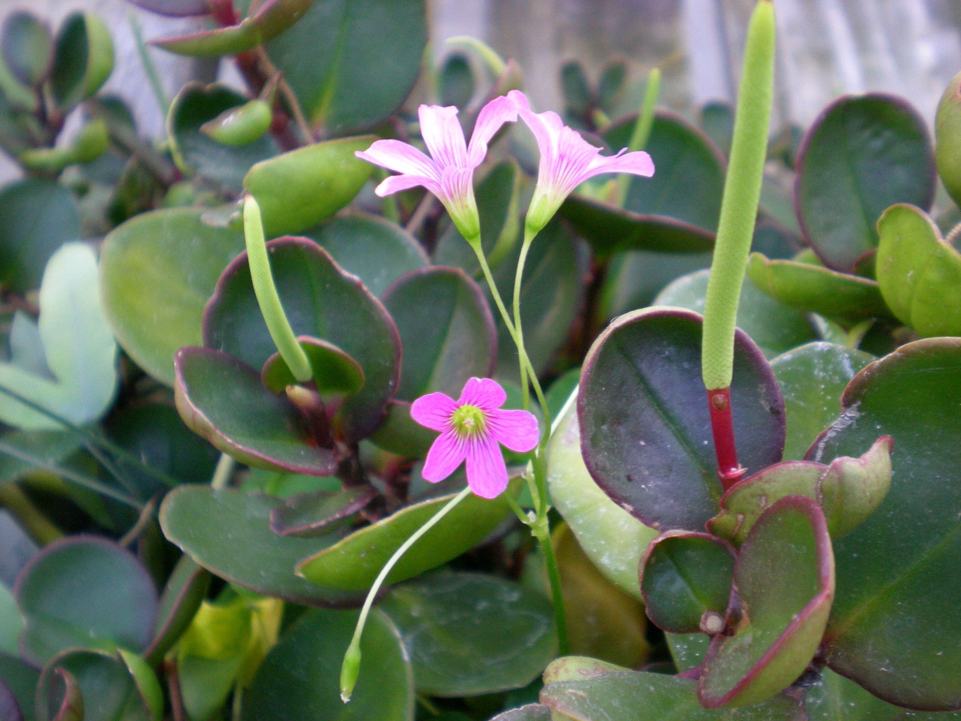 Image of Peperomia clusiifolia (Jacq.) Hook.