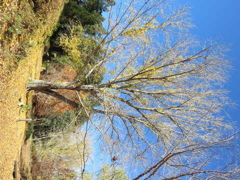 Image of eastern cottonwood