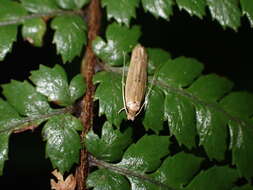 Image of Amphixystis hapsimacha Meyrick 1901