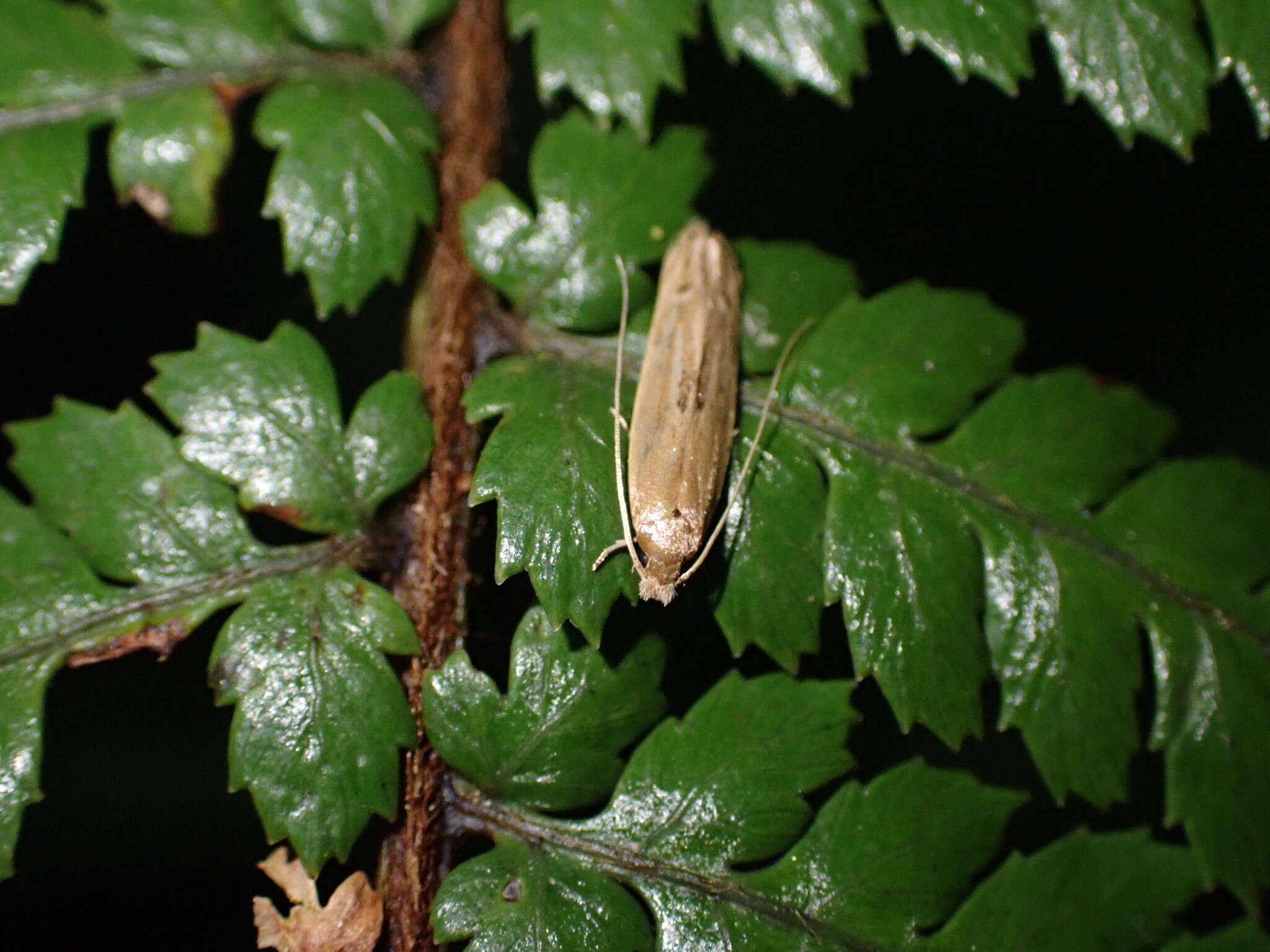 Image of Amphixystis hapsimacha Meyrick 1901