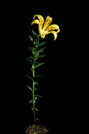 Image of Lilium maculatum Thunb.