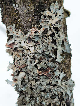 Image of Hammered shield lichen