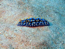 Image of Lumpy black bluegrey orange slug