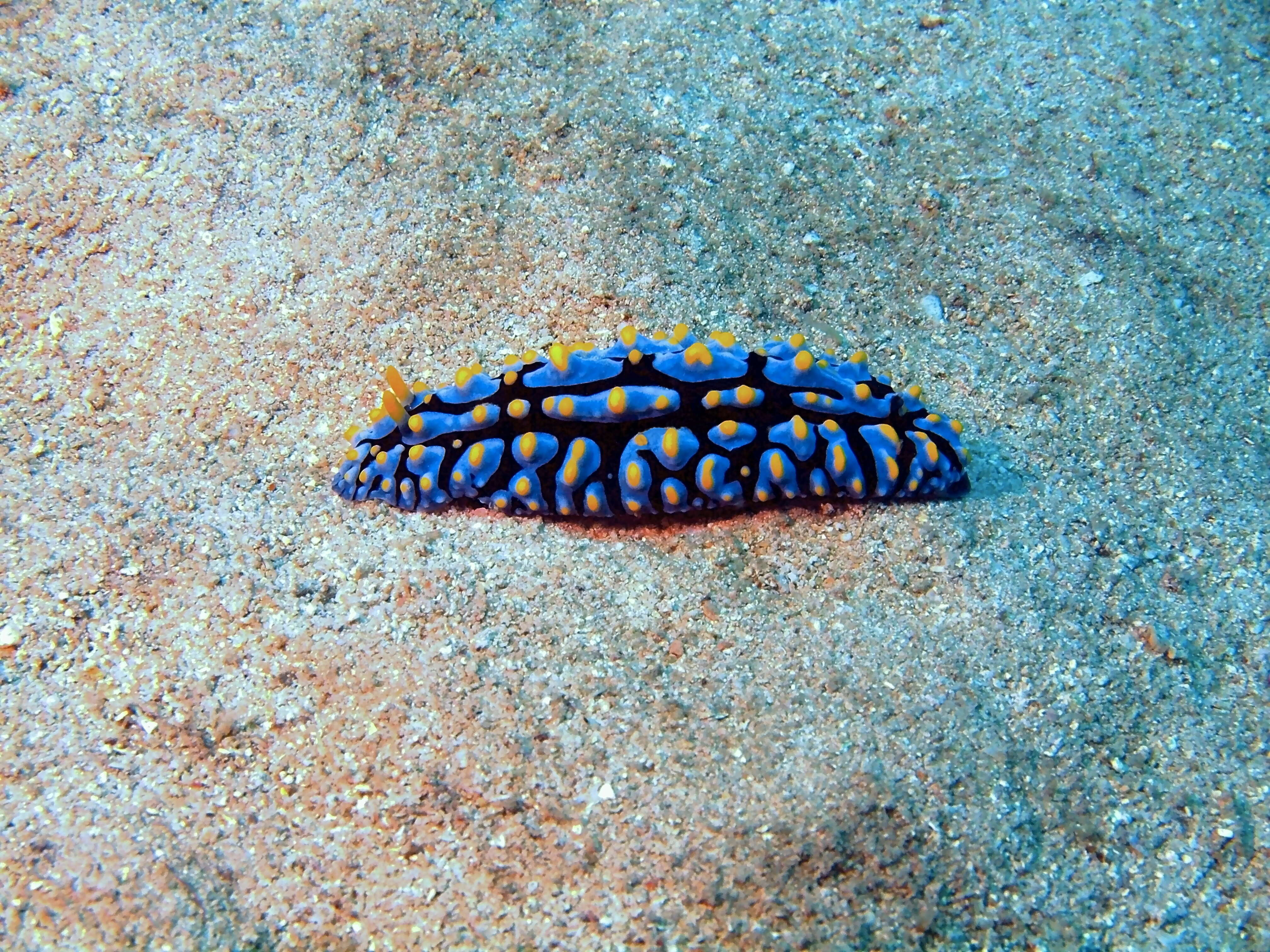Image of Lumpy black bluegrey orange slug