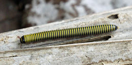 Image of Yellow-banded Millipede
