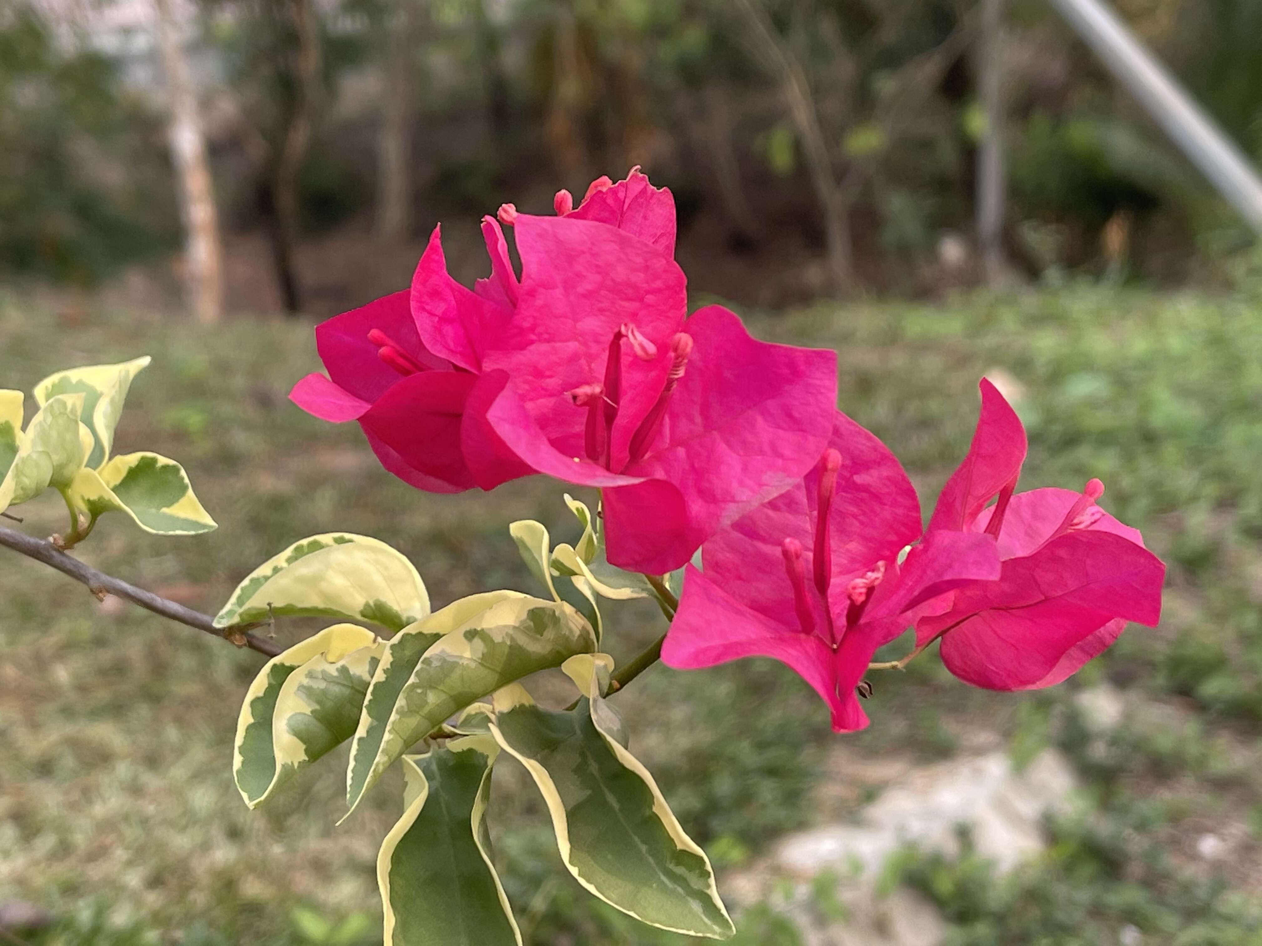 Слика од Bougainvillea