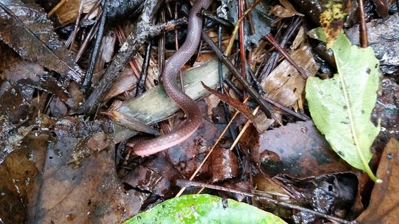 18.https www inaturalist org photos 2469812.580x360